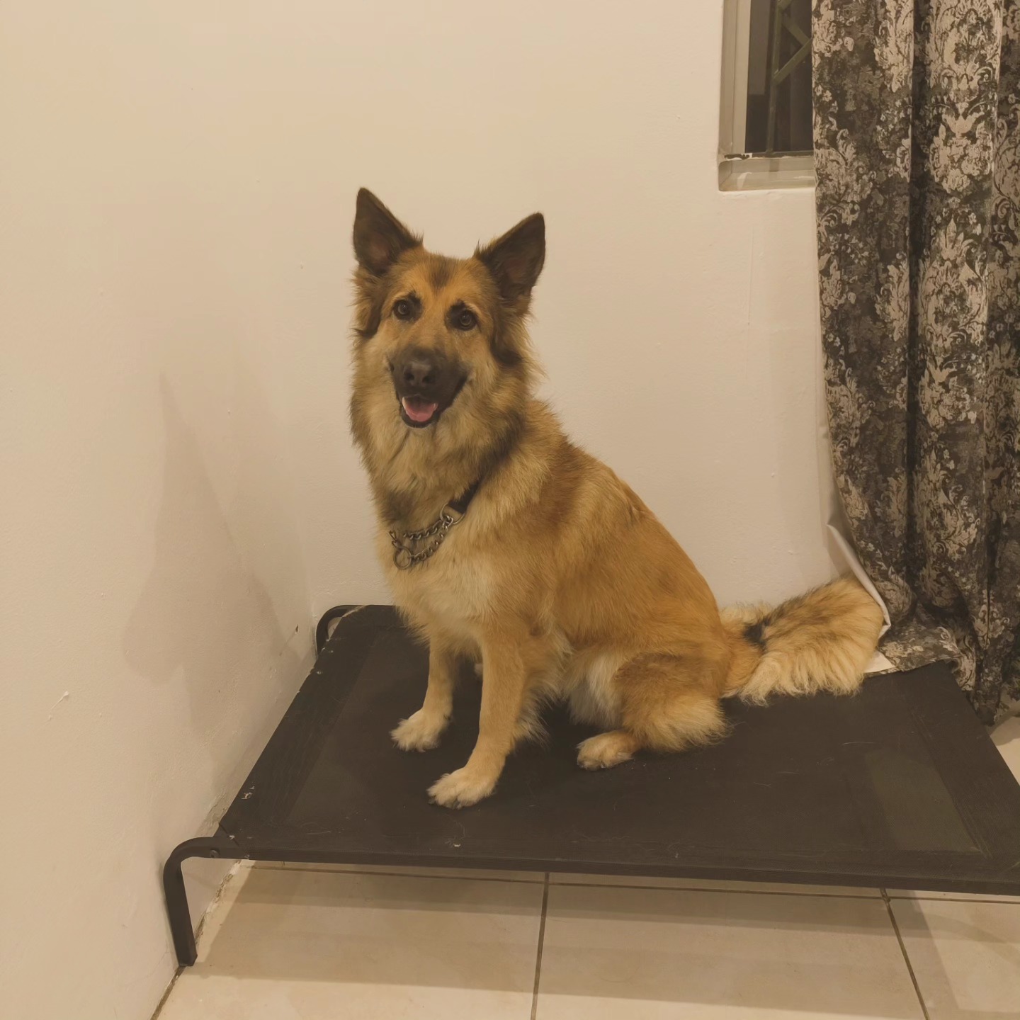 Pravir Raghu software engineer and developer